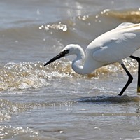 有明海の波打ち際で小魚を狙うコサギ＝佐賀県小城市で2025年6月4日、野田武撮影