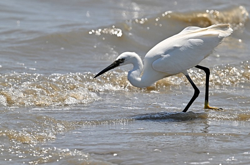 有明海の波打ち際で小魚を狙うコサギ＝佐賀県小城市で2025年6月4日、野田武撮影