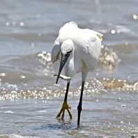 有明海の波打ち際で小魚を捕らえたコサギ＝佐賀県小城市で2025年6月4日、野田武撮影