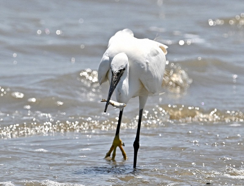 有明海の波打ち際で小魚を捕らえたコサギ＝佐賀県小城市で2025年6月4日、野田武撮影