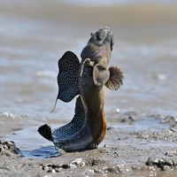 体をバネのように使ってジャンプするムツゴロウ＝佐賀県小城市で2025年6月4日、野田武撮影
