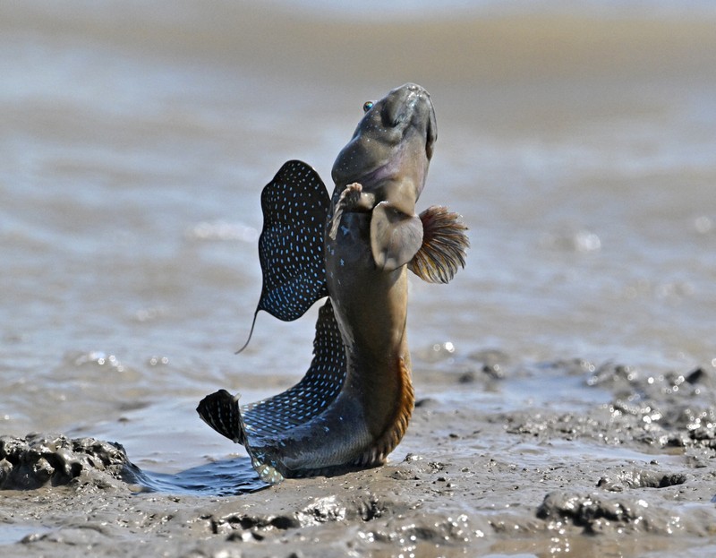 体をバネのように使ってジャンプするムツゴロウ＝佐賀県小城市で2025年6月4日、野田武撮影