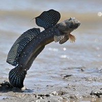 体をバネのように使ってジャンプするムツゴロウ＝佐賀県小城市で2025年6月4日、野田武撮影