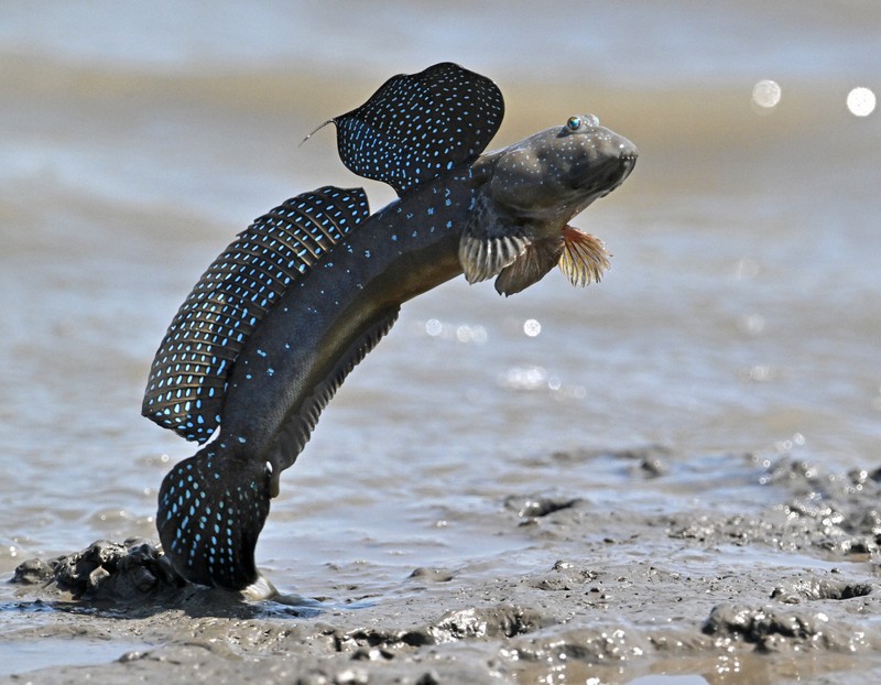 体をバネのように使ってジャンプするムツゴロウ＝佐賀県小城市で2025年6月4日、野田武撮影