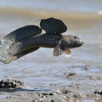 体をバネのように使ってジャンプするムツゴロウ＝佐賀県小城市で2025年6月4日、野田武撮影