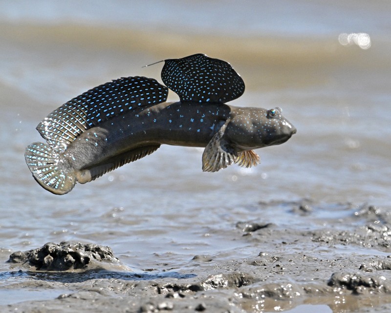 体をバネのように使ってジャンプするムツゴロウ＝佐賀県小城市で2025年6月4日、野田武撮影