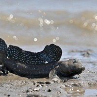 ジャンプした後、干潟に着地するムツゴロウ＝佐賀県小城市で2025年6月4日、野田武撮影