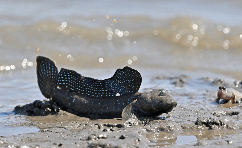 ジャンプした後、干潟に着地するムツゴロウ＝佐賀県小城市で2025年6月4日、野田武撮影