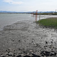 ムツゴロウが多く生息する六角川河口域の干潟＝佐賀県小城市で2025年6月4日、野田武撮影