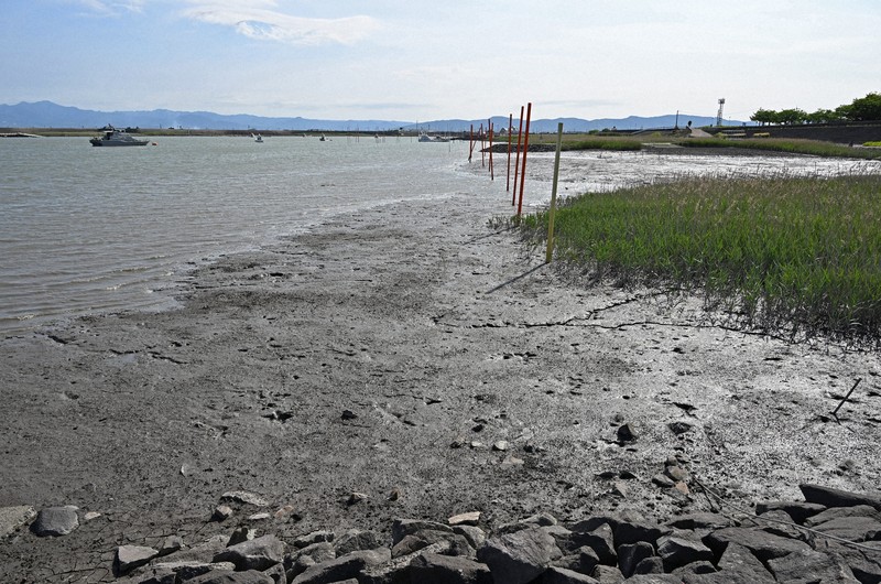 ムツゴロウが多く生息する六角川河口域の干潟＝佐賀県小城市で2025年6月4日、野田武撮影