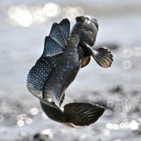 有明海に向かってジャンプするムツゴロウ＝佐賀県小城市で2025年6月4日、野田武撮影