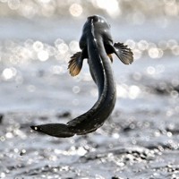 体をバネのように使ってジャンプするムツゴロウ＝佐賀県小城市で2025年6月4日、野田武撮影