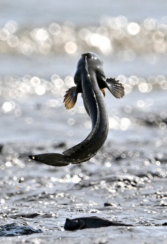 体をバネのように使ってジャンプするムツゴロウ＝佐賀県小城市で2025年6月4日、野田武撮影