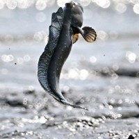 有明海に向かってジャンプするムツゴロウ＝佐賀県小城市で2025年6月4日、野田武撮影