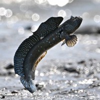 恋の季節を迎えて、有明海の干潟でジャンプするムツゴロウ＝佐賀県小城市で2025年6月4日、野田武撮影