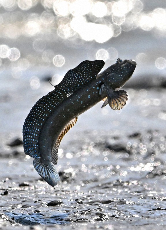 恋の季節を迎えて、有明海の干潟でジャンプするムツゴロウ＝佐賀県小城市で2025年6月4日、野田武撮影