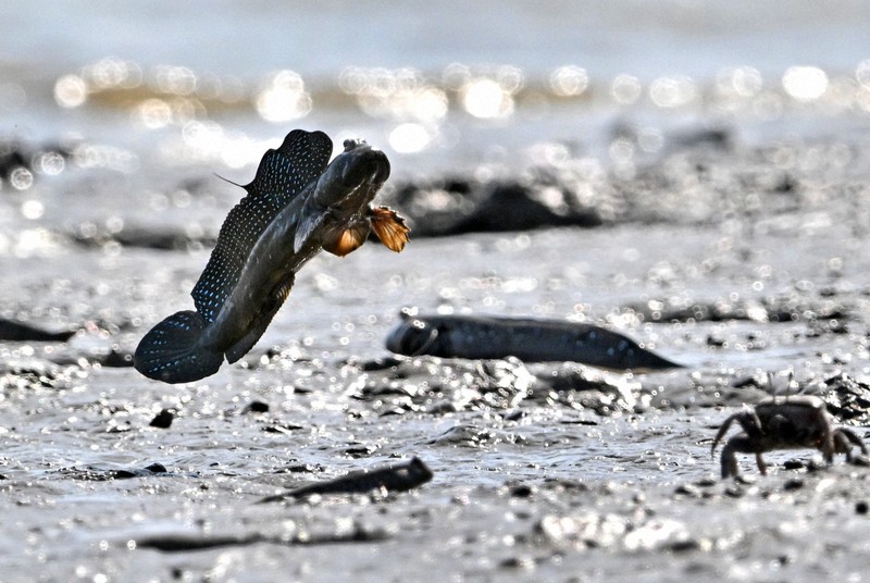 干潟でジャンプするムツゴロウ（左）。有明海の豊かな生態系のシンボルだ＝佐賀県小城市で2025年6月4日、野田武撮影