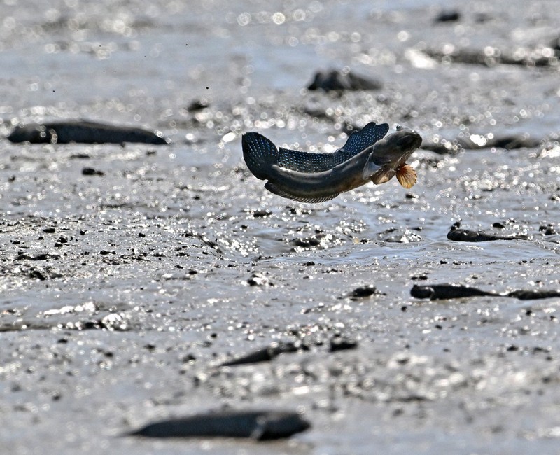 繁殖期を迎えて、巣穴の近くでジャンプするムツゴロウ＝佐賀県小城市で2025年6月4日、野田武撮影