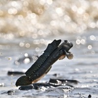 恋の季節を迎えて、波打ち際でジャンプするムツゴロウ＝佐賀県小城市で2025年6月4日、野田武撮影