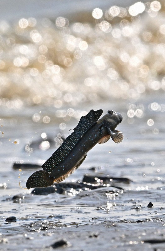 恋の季節を迎えて、波打ち際でジャンプするムツゴロウ＝佐賀県小城市で2025年6月4日、野田武撮影