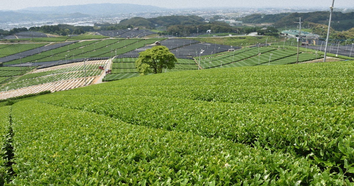 わたしのふるさと便：イチオシマップ 福岡県 八女市「八女中央大茶園