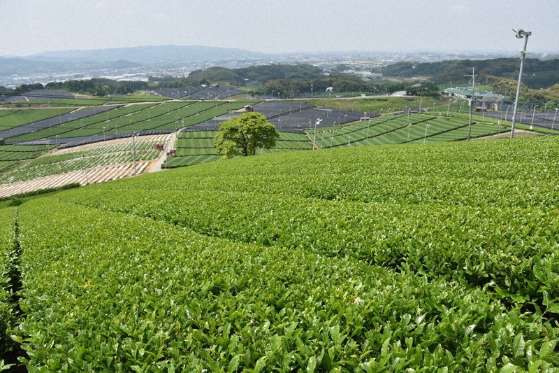 わたしのふるさと便：イチオシマップ 福岡県 八女市「八女中央大茶園