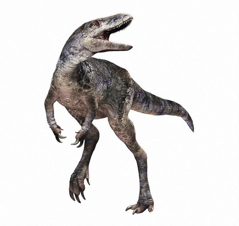 ティラノサウルス：新種のティラノサウルス発見 北海道大などモンゴル