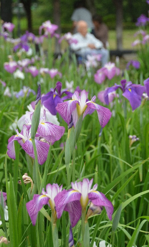 涼やかに咲く 館林花菖蒲園で ／群馬 | 毎日新聞