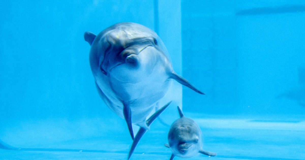 バンドウイルカの赤ちゃん誕生 2年連続 茨城・大洗水族館 | 毎日新聞