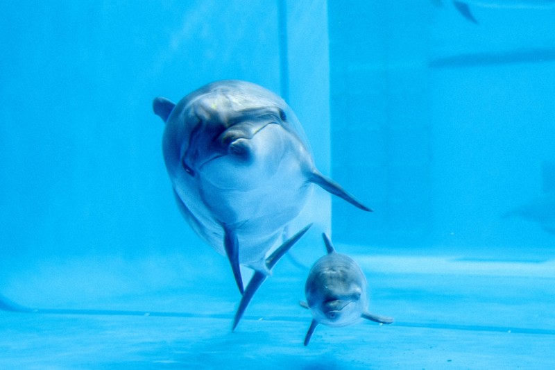 バンドウイルカの赤ちゃん誕生 2年連続 茨城・大洗水族館 | 毎日新聞