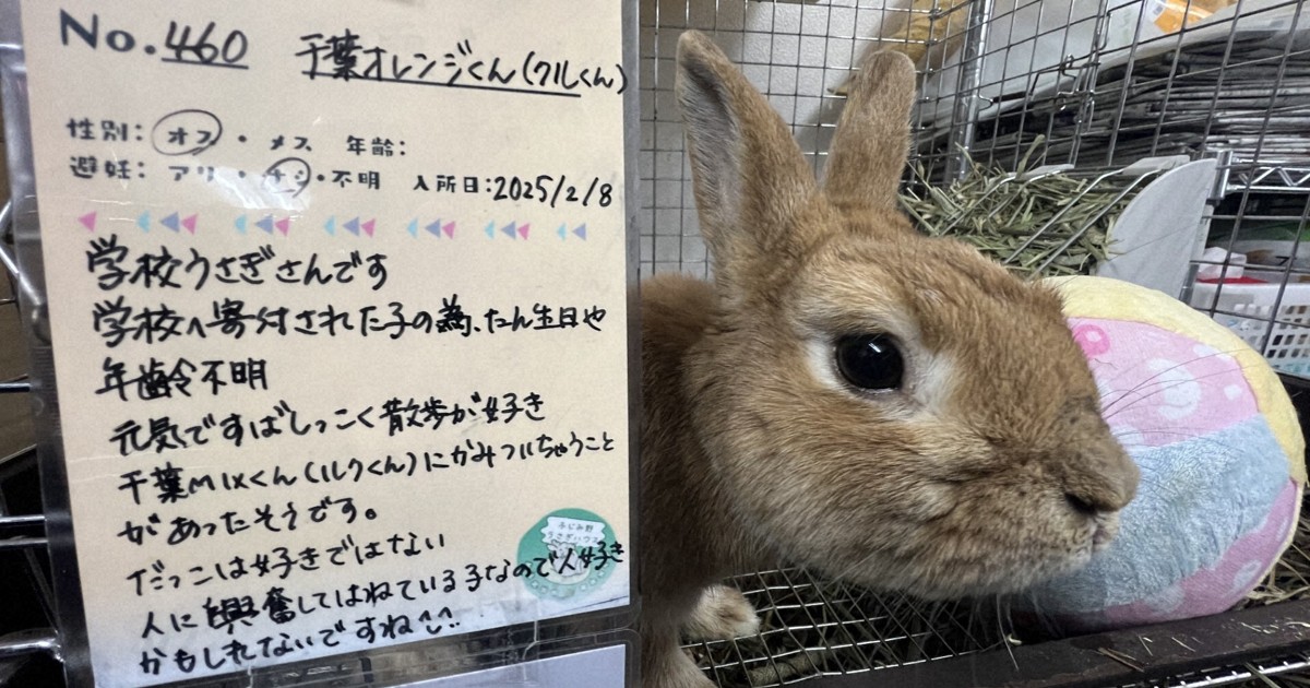 消える「学校ウサギ」 命を学ぶ教育分かるけど…飼えない大人の事情
