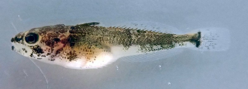 卵守ったのは「父」 絶滅危惧種ヤマノカミ、水族館で初の繁殖成功