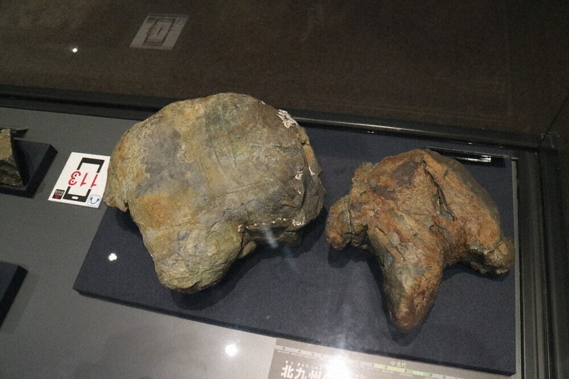 吉母の海岸で見つかった二つの恐竜の足跡化石（右）。右が黒河さんが発見したもの＝北九州市小倉北区で2025年5月9日午後4時15分、反田昌平撮影