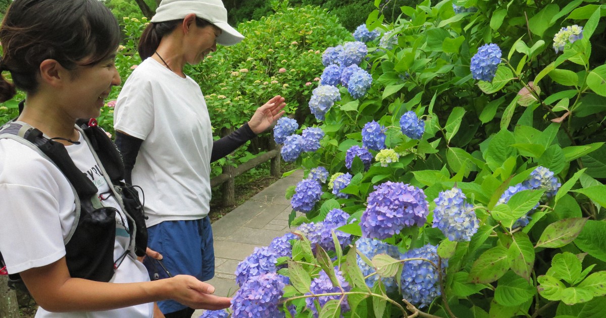 ☆hydrangea☆さま 専用です Easy Japanese news in translation: Hydrangeas delight park