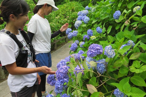 Easy Japanese news in translation: Hydrangeas delight park