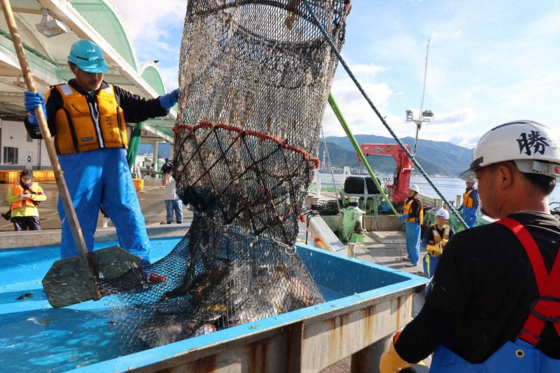 岩手・大船渡の綾里漁協が今季初水揚げ 山林火災で定置網燃える | 毎日新聞