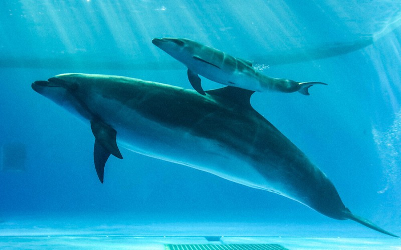 親子仲良く寄り添って 大洗水族館 イルカ2年連続繁殖 ／茨城 | 毎日新聞