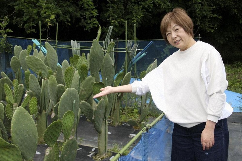 サボテン、広がる活用法 春日井発「スーパーフード」 生でもOK