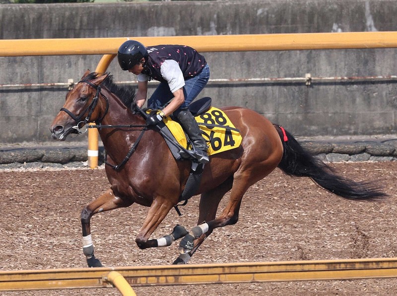 グランドホールセール 府中牝馬S】セキトバイーストうなった！自己ベスト6F80秒8 四位 絵画