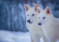 米バイオ企業「コロッサル・バイオサイエンシズ」は絶滅した「白いオオカミ」ダイアウルフを復活させた＝Credit:Colossal Biosciences