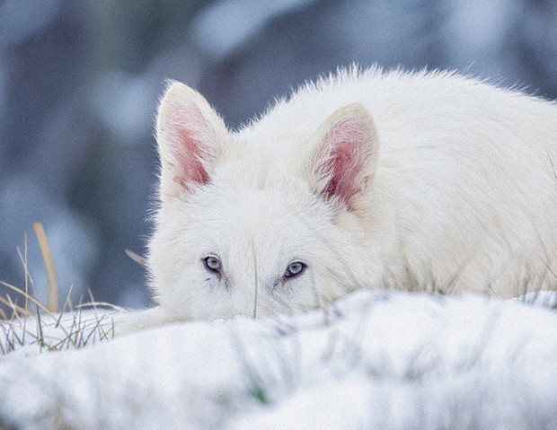プラチナフォックス  ホワイト系 ウルフ オオカミ好きな方にも☆ JXK 1/6 サイズ コヨーテ オオカミ 狼 ウルフ 動物 フィギュア