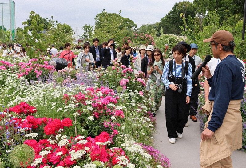 あやせローズガーデン、リニューアル 5月の来園、7万人超 ／神奈川