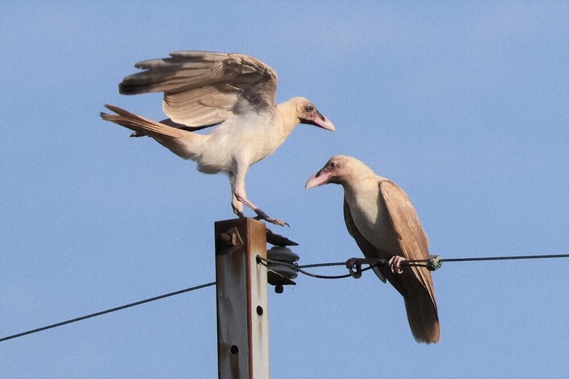 白いカラス見つかる 幼鳥2羽「神の使者」 長浜 ／滋賀 | 毎日新聞