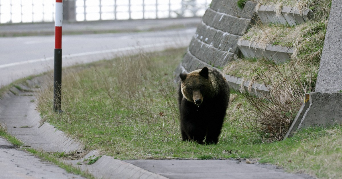 Woah, it's huge': TikTokers' 'dangerous' pursuit of brown bears in