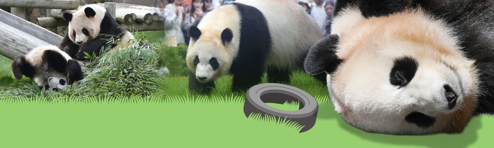 パンダのまちから | 毎日新聞