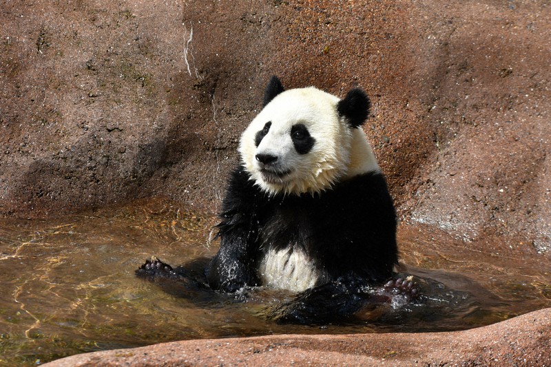 パンダのまちから：17頭の生まれ故郷 「パンダファミリー」の軌跡