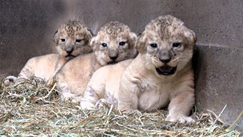 見分けつくかな？ “三つ子”の赤ちゃんライオン誕生 群馬サファリ
