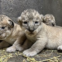 原画【ライオン】 131010_386738303573718842262_9