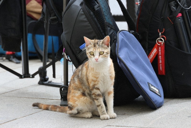 世界のまちかどで：ここに注目！／522 トルコ 猫と暮らす街 | 毎日新聞