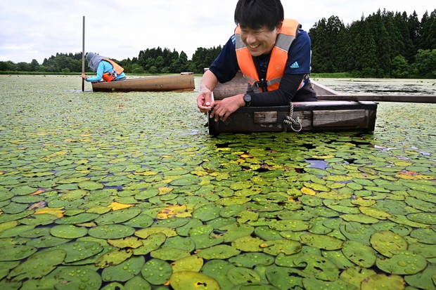 Easy Japanese news in translation: People pick water shield plants